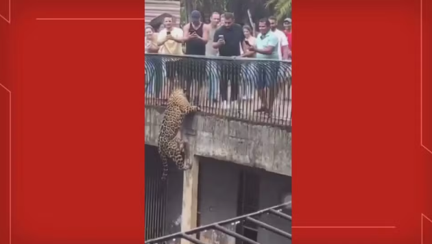 Onça-pintada escala pilastra dentro de recinto no Zoológico de Brasília.  Foto: Reprodução/Redes sociais