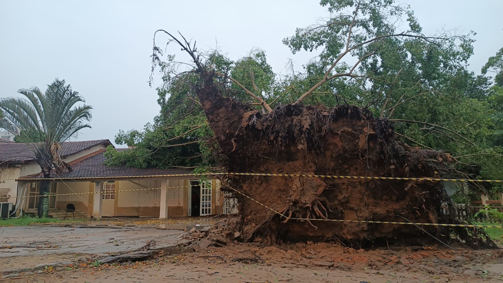 Árvore caiu sobre o Casarão, em Nova Venécia. Crédito: Secretaria de Cultura / Prefeitura de Nova Venécia