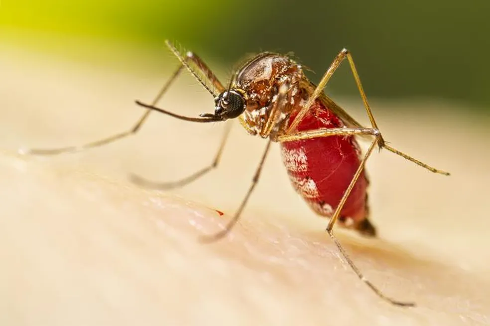 Mosquito é transmissor da malária, febre amarela e dengue. ?- Foto: Lauren Bishop