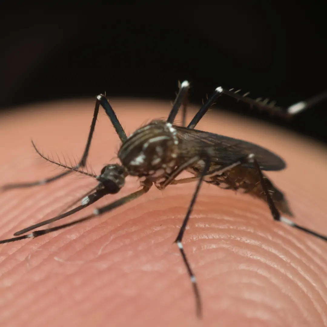 Mosquito da dengue - Foto: Canva