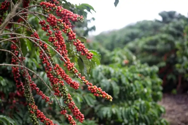 Café Conilon. Foto: Divulgação