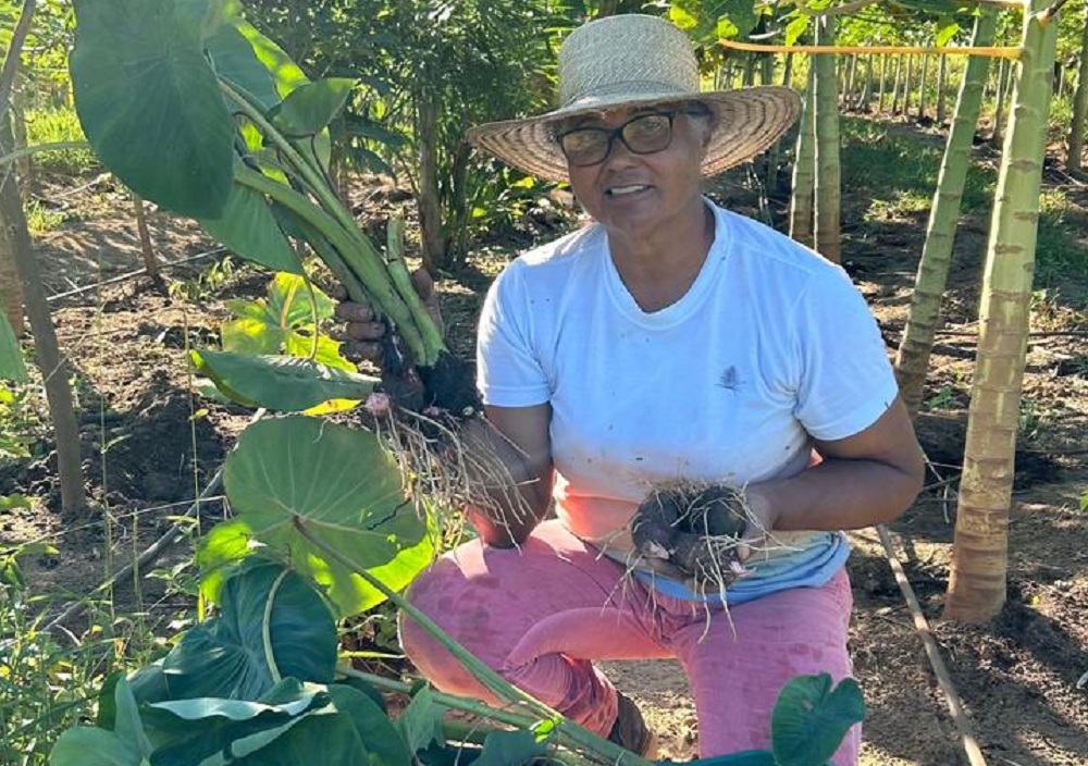 A introdução da batata-doce biofortificada impactou diretamente a renda das famílias agricultoras de Montanha. É o caso da professora Manoelita Alves Peruchi, da comunidade de Cristóvão. (*Fotos: Divu