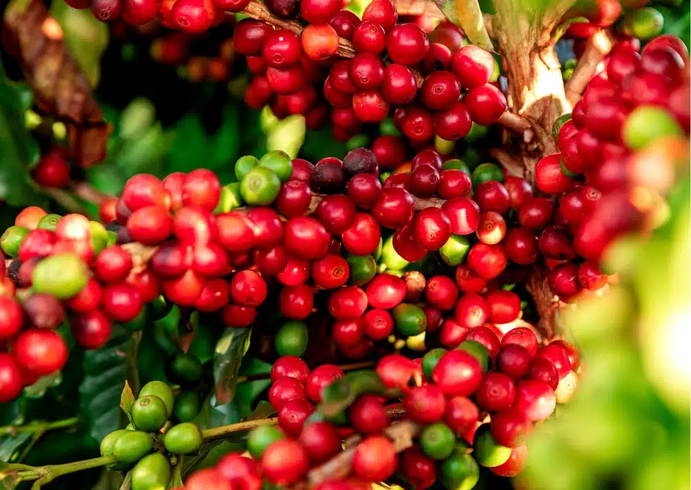 Foto: civulgação CNC Leia mais em: https://conexaosafra.com/cafeicultura/producao-dos-cafes-do-brasil-ocupa-area-de-19-milhao-de-hectares-2/