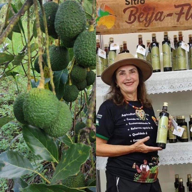 Nilce Merlo também está investindo na produção de azeite extravirgem de Avocado. Foto: Divulgação 