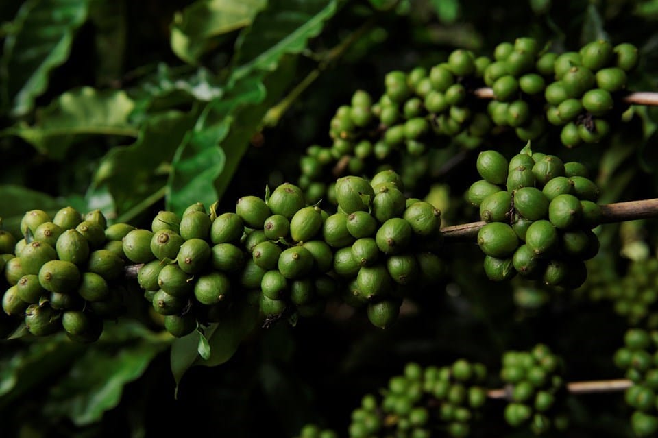 Foto: divulgação Incaper Leia mais em: https://conexaosafra.com/cafeicultura/producao-mundial-de-cafe-foi-estimada-em-1762-milhoes-de-sacas/