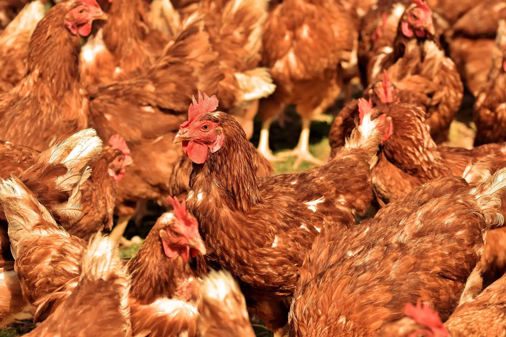 Foto: divulgação Aves e Ases 