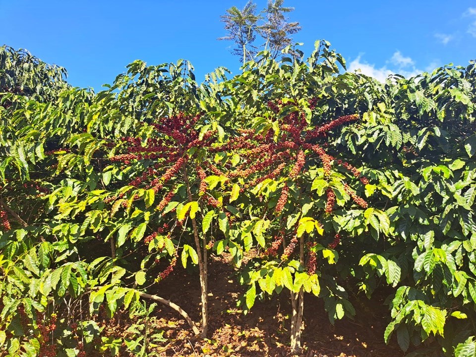 Foto: Elaine Riva/Conilon cultivado em altitude entre 600 e 700 metros, no município de Iúna (ES)