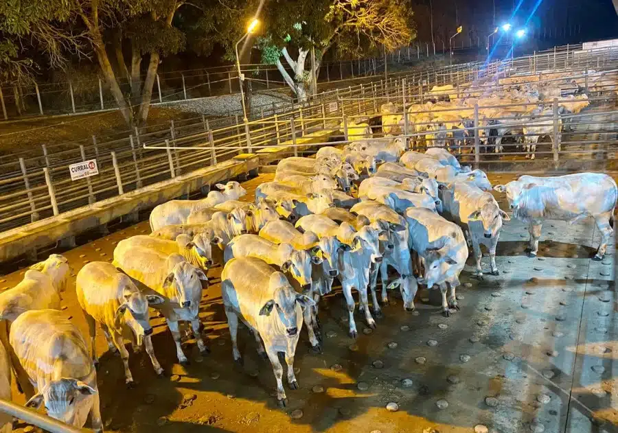 *Foto Reprodução Jornal Dia a Dia 