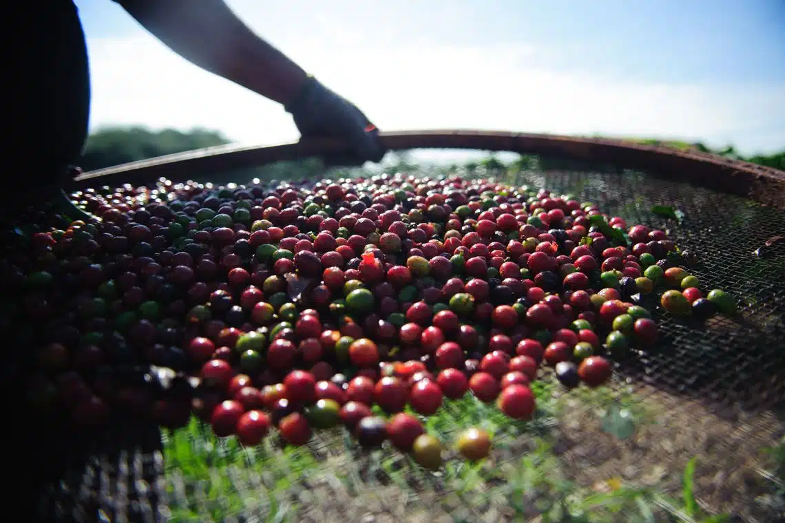 Foto: Marcelo Camargo/Agência Brasil Leia mais em: https://conexaosafra.com/eventos/alto-rio-novo-premia-vencedores-de-2a-mostra-de-cafes-especiais/