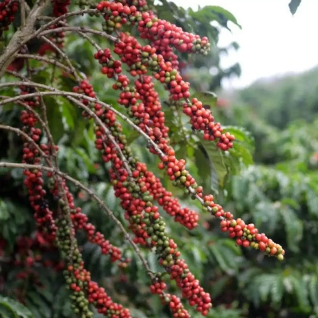 Café Conilon. Foto: Divulgação