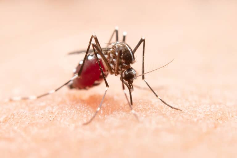 Mosquito Aedes aegypti transmissor da dengue. Foto: FreePik