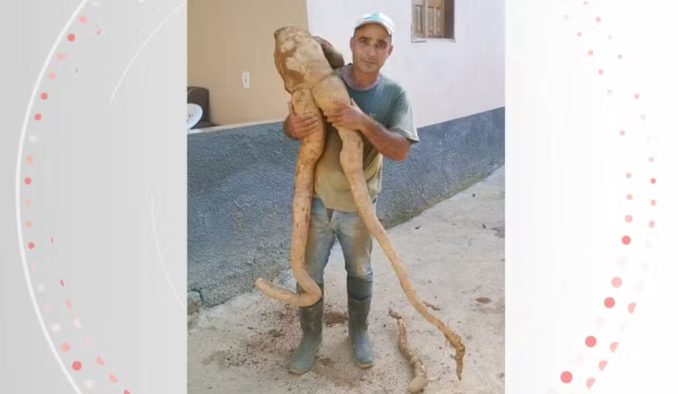 Roberto de Souza Teixeira é produtor e colheu uma mandioca com formato de gente em Alto Rio Novo, no Noroeste do Espírito Santo ? Foto: Acervo pessoal