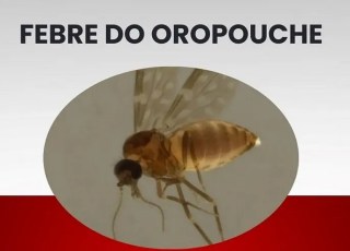 Espírito Santo concentra 99% dos casos de febre oropouche em 2025