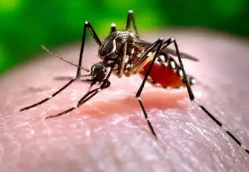 Dengue: Um perigo que pode ser evitado!