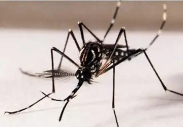Dengue atinge com maior gravidade crianças até 5 anos em 2024, diz Fiocruz