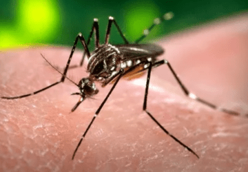 Mais uma morte por dengue é confirmada no ES; em 2024 foram 42