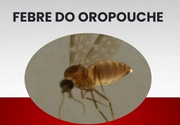 Espírito Santo concentra 99% dos casos de febre oropouche em 2025