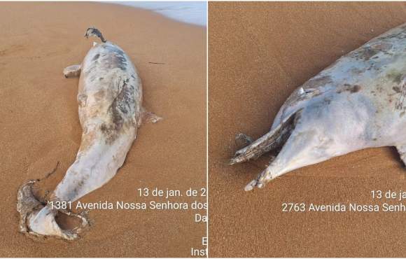 Dois golfinhos são encontrados mortos em praias da Serra